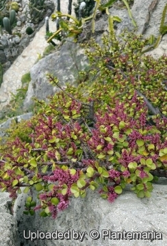 Portulacaria Afra F Foliis Flavo Variegatis